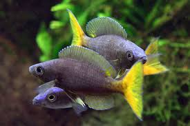 Image result for Cyanotis sp. aff. C. lapidosa