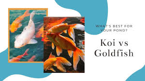 You've done just about everything that serious couples do. Koi Vs Goldfish What Is Best For Your Ponds 7 Differences Aquariumstoredepot