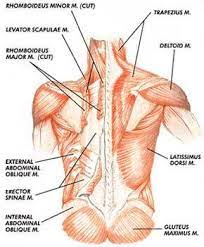Calf, aids in jumping, useful when leg is straight. Eliminating Low Back Pain For Life The Muscle Couple
