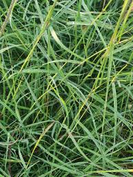 Image result for Sehima