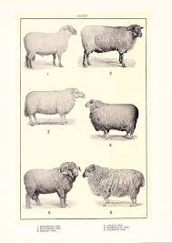 1903 Animal Print Sheep Vintage Antique Home Decor Book Plate Art Illustration For Framing 100 Years Old Sheep Illustration Sheep Breeds Animals