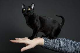 Bombay Cat For Sale Cat Breeder Cats For Sale Bombay Cat