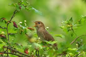 #saltatio mortis #mittelalter #rosen #nachtigall #musik #marcellas #gedankenwelt #spargelhampfsalat mit gummibärchen. Nachtigall Vertreiben So Halten Sie Die Vogel Fern