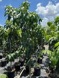 Image result for Mangifera indica
