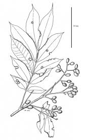 Image result for Anacardiaceae