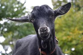 12 konstelasi unsur kambing putih haiwan constellation haiwan domba. Kambing Hitam Putih Foto Gratis Di Pixabay