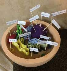 Maybe you would like to learn more about one of these? Biology Project Animal Cell Used Craft Water Found In Floral Section Of Michaels As Cytoplasm Ribbon For Roug Animal Cells Model Animal Cell Biology Projects