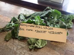 Image result for Abutilon longicuspe