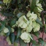 Image result for Hymenocardia ulmoides