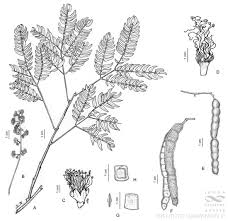 Image result for Cathormion