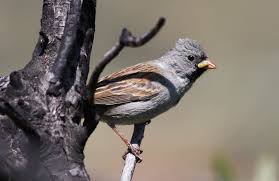 Image result for Spragueanella