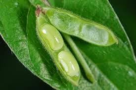 Image result for Vigna hosei