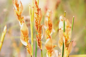 Image result for Restionaceae