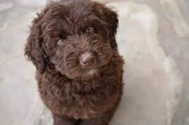 Browse thru labradoodle puppies for sale near aiken, south carolina, usa area listings on puppyfinder.com to find your perfect puppy. Chocolate Labradoodle Puppies