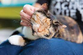 Why Do Cats Sit On You Here Are 6 Reasons Catster