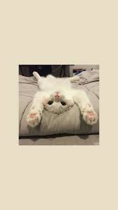 45 Cute Funny Cat Wallpaper Aesthetic Iphone Backgrounds Free Download Cute Cat Wallpaper Funny Cat Wallpaper Kitten Wallpaper