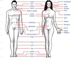 In tamil language so called domain is classified into two categories. Body Parts Name Photos