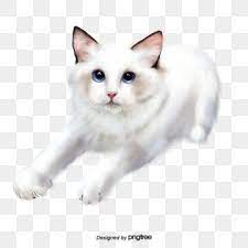 Illustration White Cat Hand Drawn Elements Animal Lovely Little Cat Png Transparent Clipart Image And Psd File For Free Download Cat Illustration Cat Clipart Cat Background