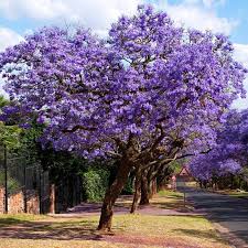 Check spelling or type a new query. Jacaranda Trees For Sale Fastgrowingtrees Com