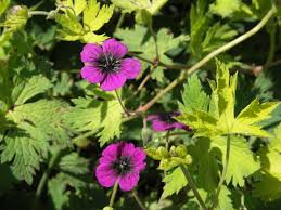 Image result for Geranium `Sandrine`