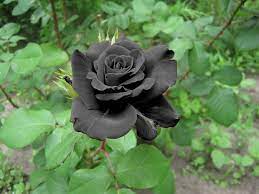 Fresh black rose flower real stabilised flowers with 39 cm stem preserved roses in glass dome. Black Roses A Fascinating Myth How Real Are They Onejive Com