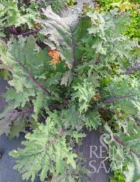 Image result for kadeřávek