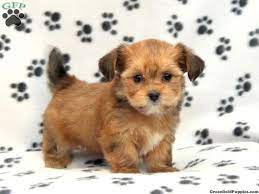 Pin By Micki Larson On Pets Shorkie Puppies For Sale Shorkie Puppies Puppies