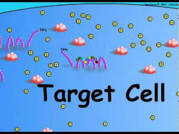 Medical definition of target cell: 1 Overview Of Hormone Target Cell Interactions Youtube