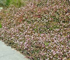 Image result for Phragmanthera capitata