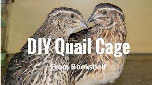 Diy frame for chicken brooders and quail cages. Diy Homemade Quail Cage System Self Reliance University