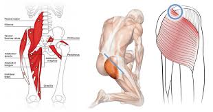 The extrinsic back muscles are located in the back, but act to produce movements of the shoulder and assist respiration. Tight Lower Back Off 65