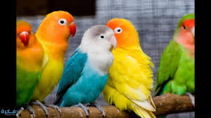 تفسير رؤية طيور الحمام في المنام. ØªÙØ³ÙŠØ± Ø±Ø¤ÙŠØ© Ø§Ù„Ø·ÙŠÙˆØ± Ø§Ù„Ù…Ù„ÙˆÙ†Ø© ÙÙŠ Ø§Ù„Ø­Ù„Ù… Ù…ÙˆÙ‚Ø¹ ÙÙƒØ±Ø©