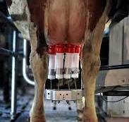 Ordenha Robotizada LELY - Milkparts