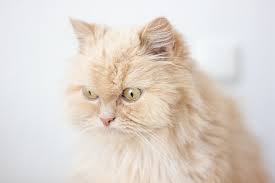 The cat is generally famous for its quiet and sweet behaviors. What Are The Types Of Persian Cats My Persian Cat