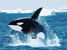 We did not find results for: Orca Paus Pembunuh Gambar Vektor Gratis Di Pixabay