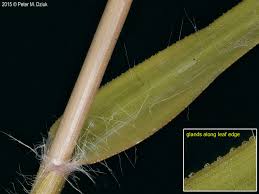 Image result for Eragrostis cilianensis