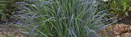 Image result for Schizachyrium jeffreysii