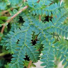 Image result for Selaginella mittenii