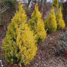 Here at liner source, inc., we want to provide you with the best. Fluffy Thuja Spring Meadow Wholesale Liners Spring Meadow Nursery