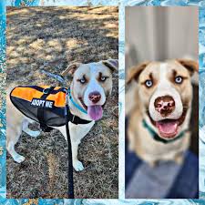 Looking for a dog trainer or any leads