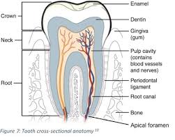 Tooth anatomy printout label a tooth printout. Teeth Types Of Teeth Tooth Anatomy Clinical Relevance Geeky Medics