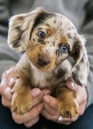Awww So Cute Awww Cute Products Sevimli Kopek Yavrulari Yavru Kopek Sevimli Hayvan Yavrulari