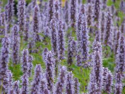 Image result for Droogmansia