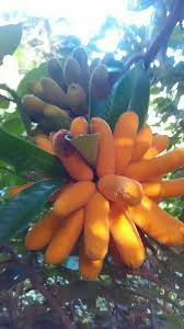 Image result for Uvaria tanzaniae