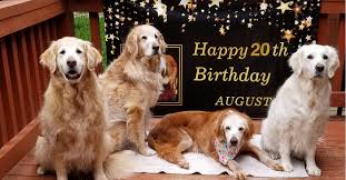 Here, gayle talks about her unexpected path from horses to dogs, how she breeds for longevity, and why a calm golden retriever is basically an oxymoron. Meet The Oldest Golden Retriever 20 Year Old Augie Golden Hearts