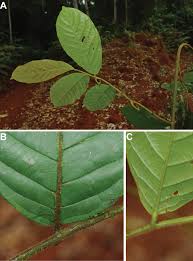 Image result for Polyceratocarpus gossweileri