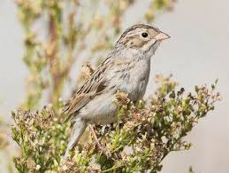 Sparrow Birds Of Colorado Identification Brewer S Sparrow Ornithology Sparrow Birder