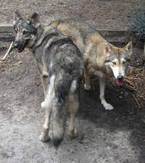 pin on animals