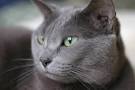 Top 5 grey cat breeds - Yummypets