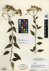 Image result for Vernonia amblyolepis